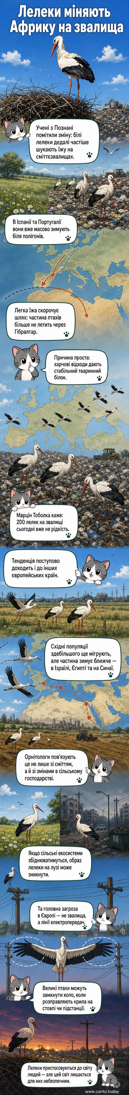 Білий лелека стоїть на сміттєзвалищі серед упаковок і решток їжі, тлум в інших птахів на задньому плані