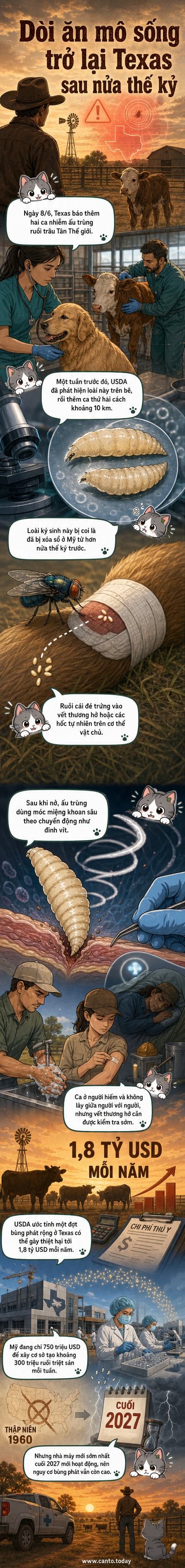 Minh họa ấu trùng ruồi trâu Tân Thế giới đang đục khoét vào da của một con bê, với hình ảnh phóng đại các móc miệng sắc nhọn và vết thương hoại tử.