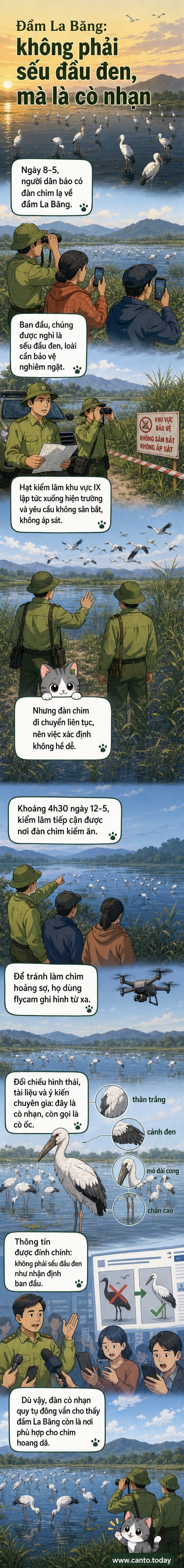Đàn cò nhạn trắng với cánh đen đang kiếm ăn trên đầm nước ngập cỏ, dưới bầu trời sáng sớm ở Quảng Ngãi