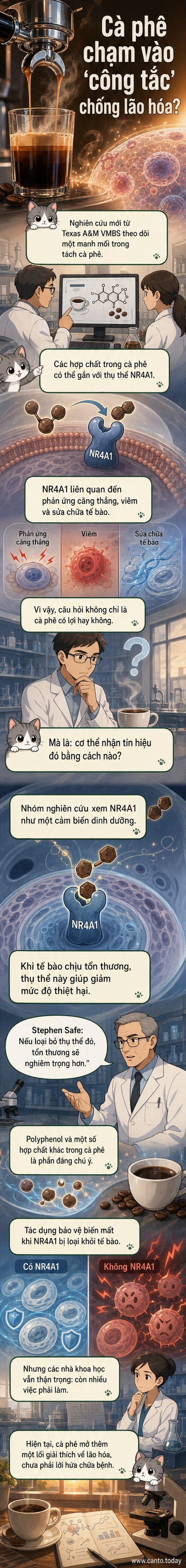 Minh họa một tách cà phê bên cạnh các biểu đồ phân tử và tế bào, thể hiện tương tác giữa hợp chất trong cà phê và thụ thể NR4A1 trong cơ thể người.