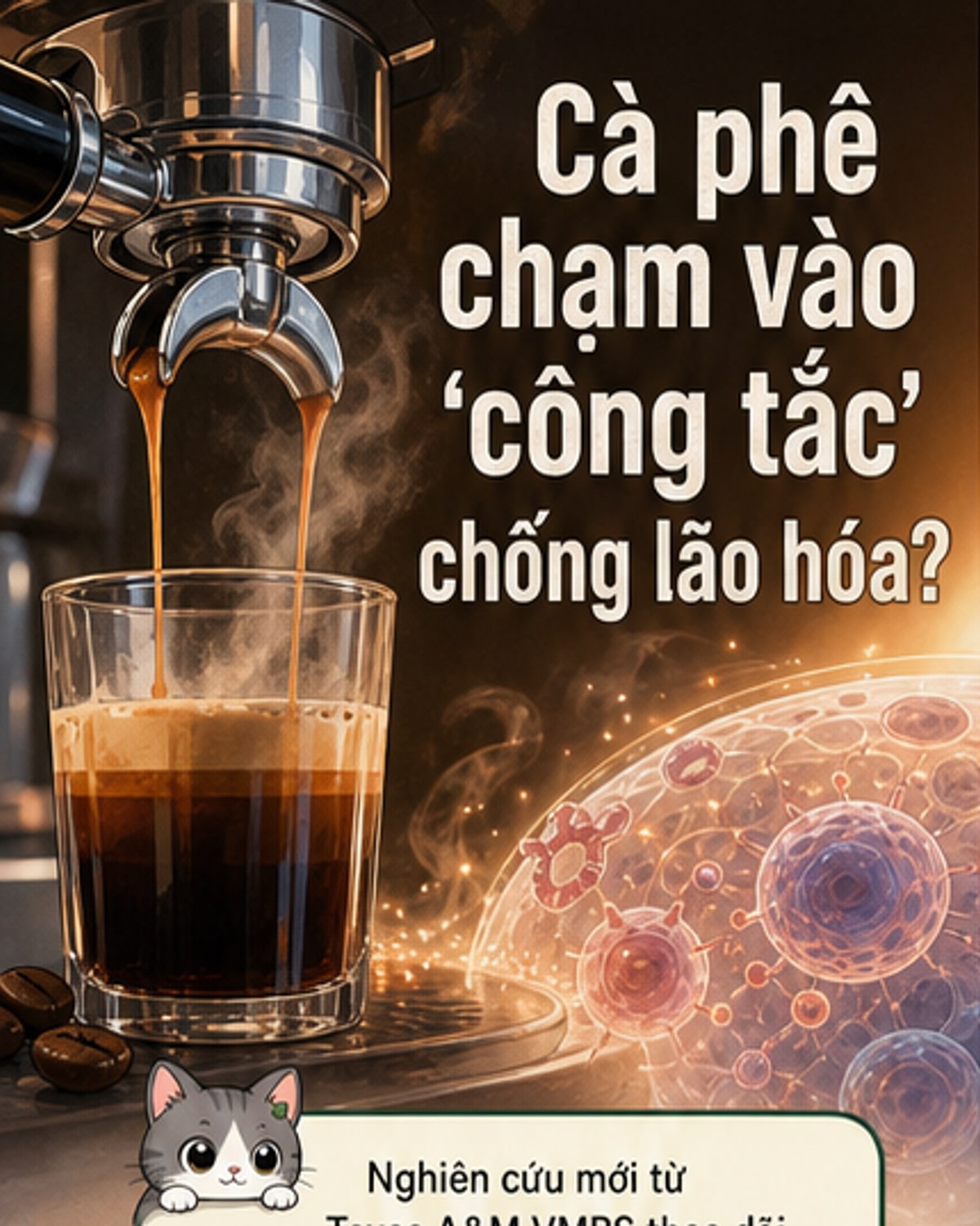 Cà phê kích hoạt protein chống lão hóa