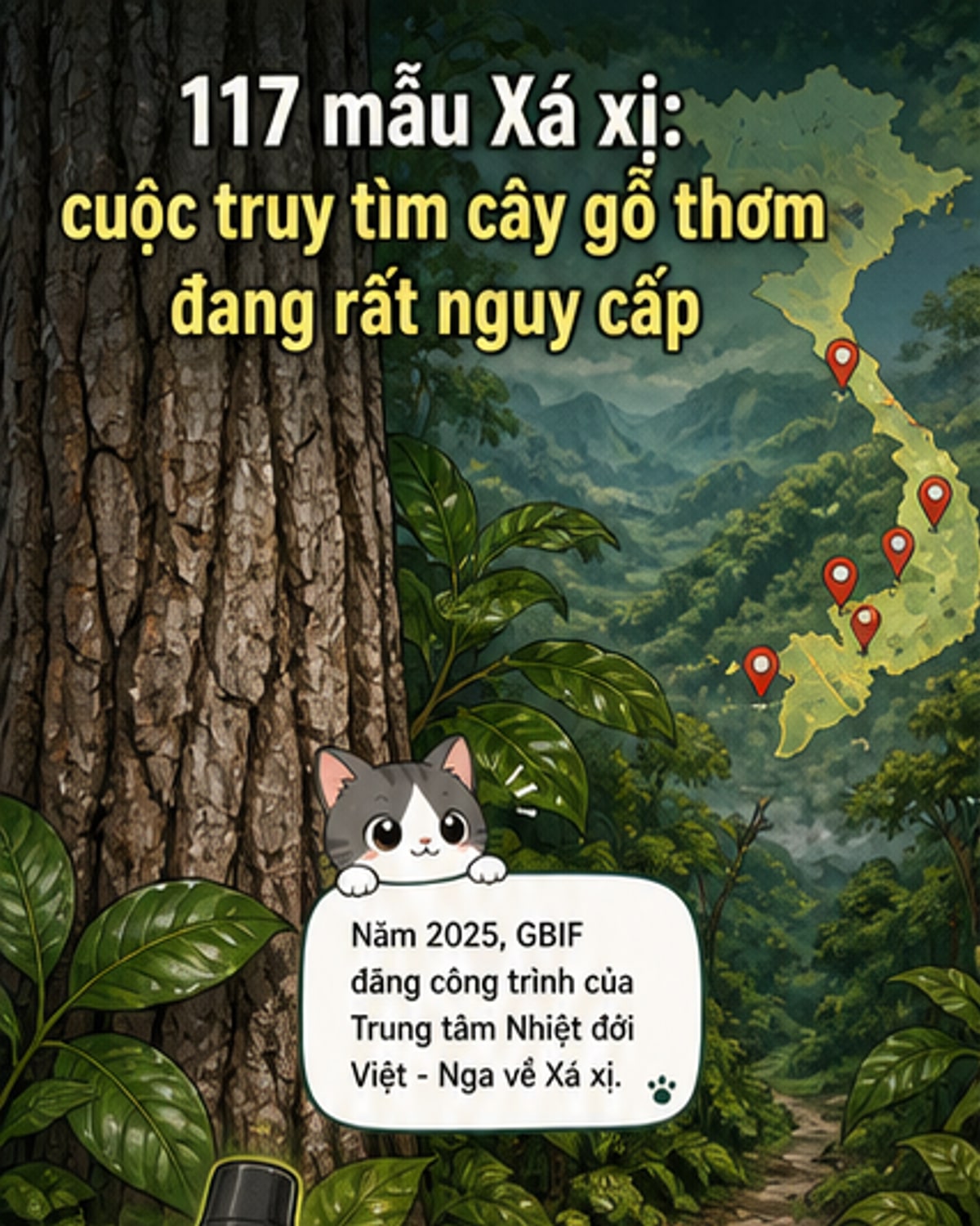 Phát hiện 117 mẫu vật cây Xá xị 'cực phẩm'