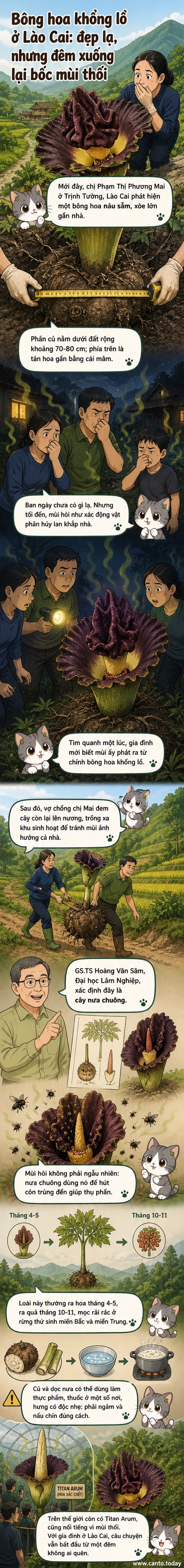 Hình ảnh cây nưa chuông nở hoa khổng lồ màu nâu sẫm, tỏa mùi hôi, được một gia đình ở Lào Cai phát hiện gần nhà.