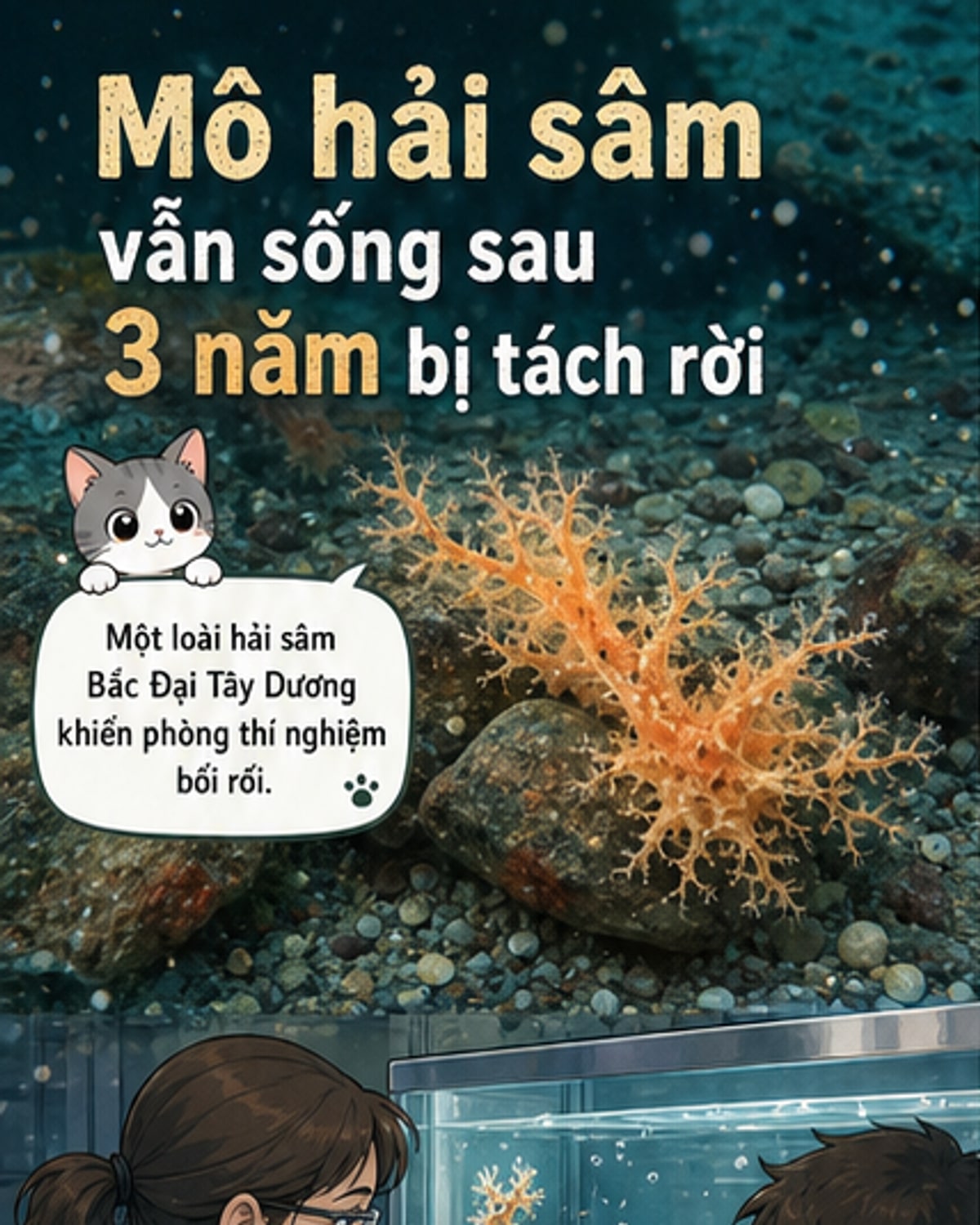 Mô hải sâm sống mãi sau khi đứt rời