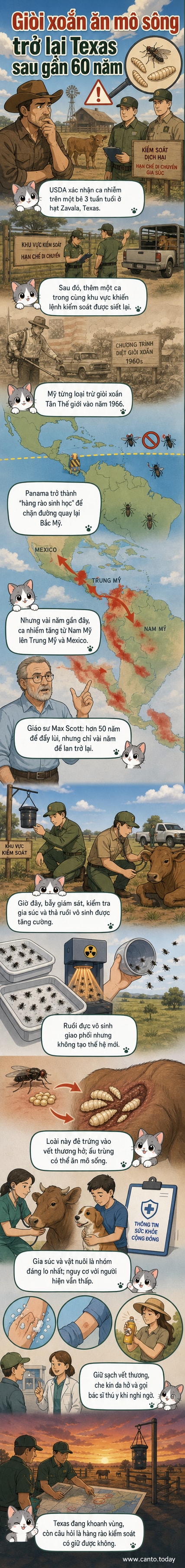 Minh họa giòi xoắn Tân Thế giới bám trên vết thương hở của một con bê, nền là đồng cỏ và hàng rào kiểm soát tại Texas.