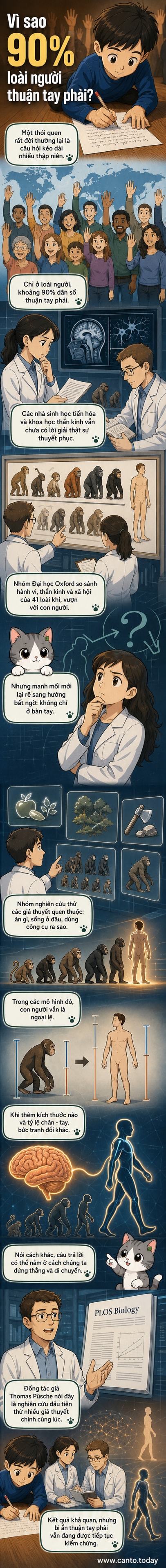 Minh họa mô tả sự tiến hóa của con người với đôi chân dài và não lớn, giải thích xu hướng thuận tay phải so với các loài linh trưởng khác.