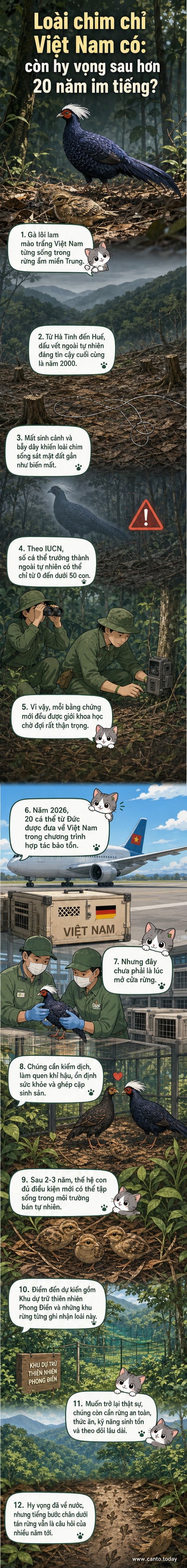 Hình ảnh minh họa con gà lôi lam mào trắng với bộ lông xanh lam óng ánh, đứng trong rừng nhiệt đới miền Trung Việt Nam, bên cạnh thông tin về nỗ lực hồi sinh loài sau 24 năm vắng bóng.
