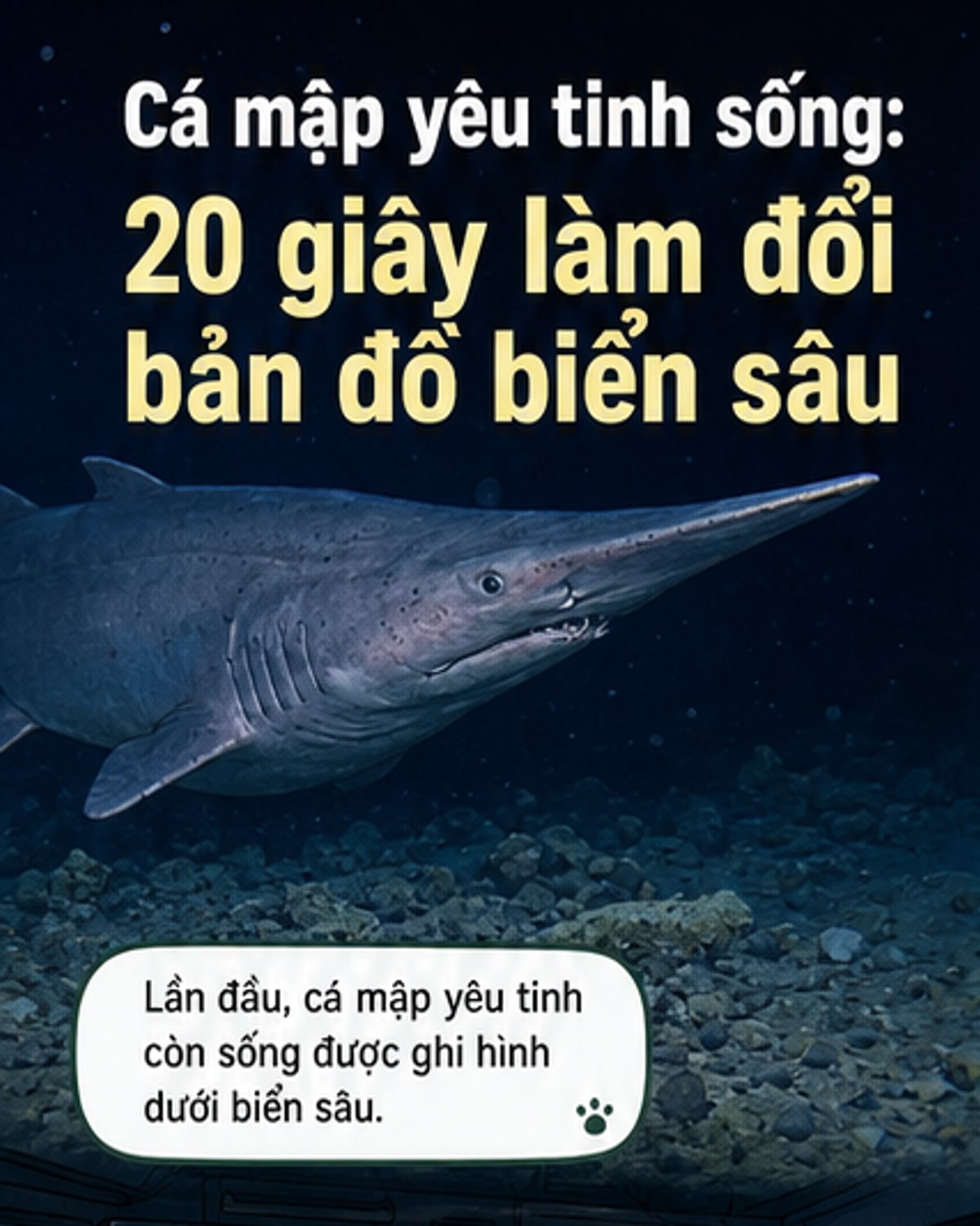 Ghi hình cá mập yêu tinh còn sống