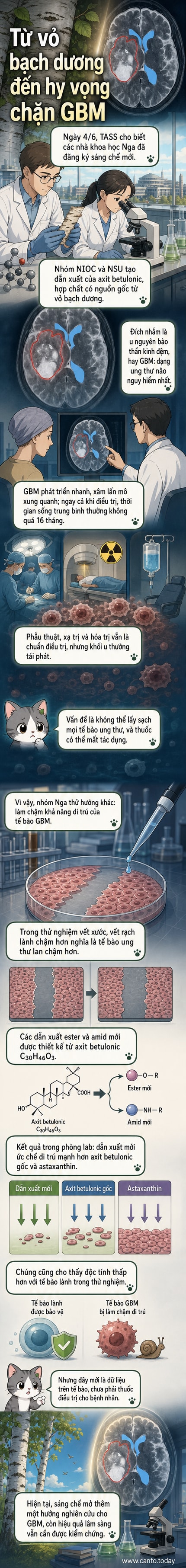 Minh họa một nhà khoa học trong phòng thí nghiệm đang quan sát các tế bào ung thư dưới kính hiển vi, với hình ảnh minh họa vỏ cây bạch dương và cấu trúc phân tử axit betulonic bên cạnh.