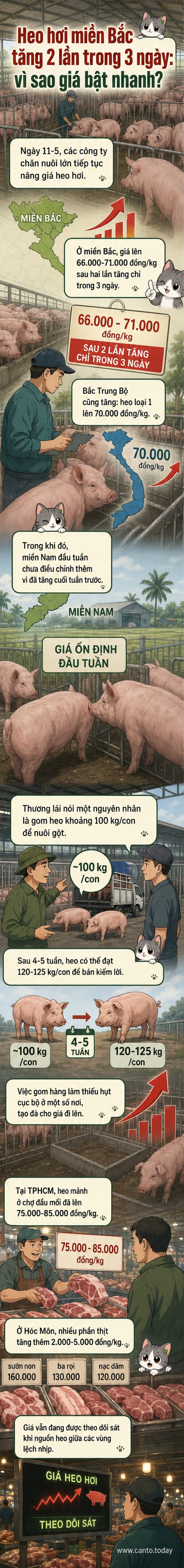 Biểu đồ giá heo hơi tăng tại miền Bắc với hình ảnh heo con được thu gom, bên cạnh bảng giá bán lẻ tại chợ TP.HCM