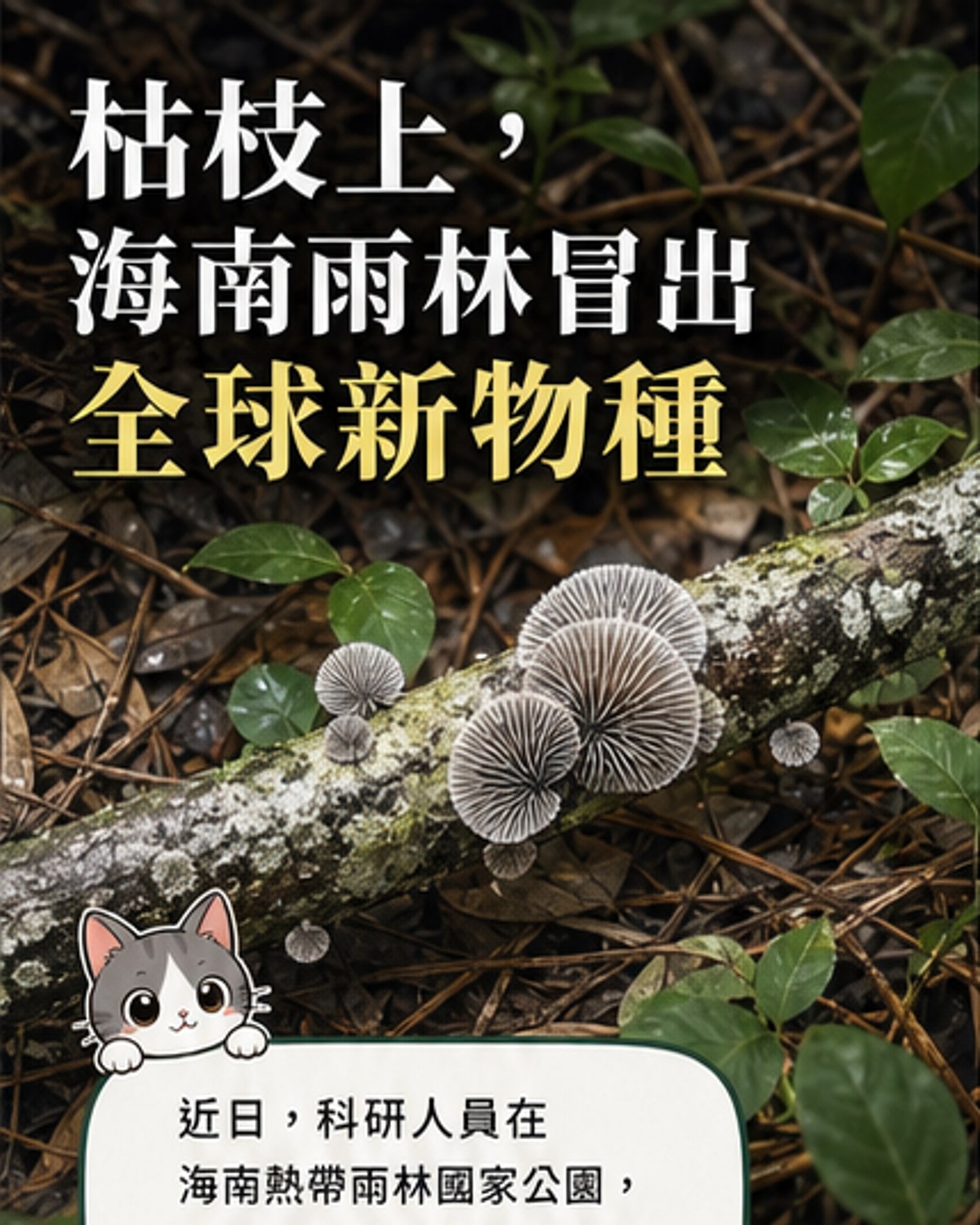 海南雨林發現兩種全新木腐真菌