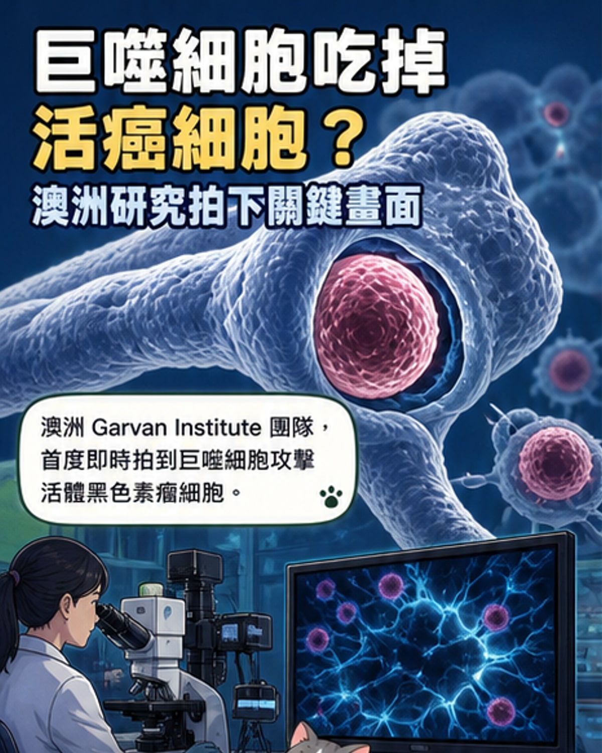 首度直擊巨噬細胞吞噬癌細胞