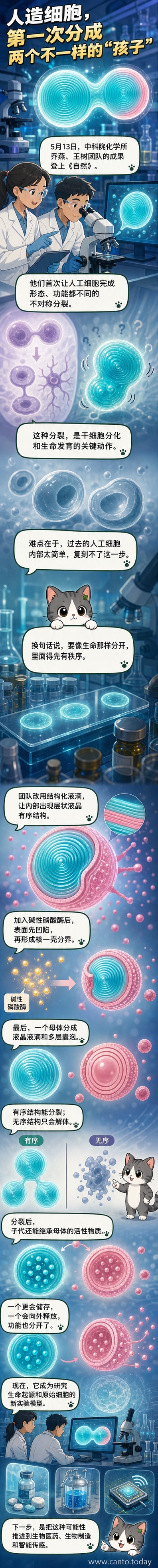 示意图展示一个结构化液滴人工细胞在酶作用下发生凹陷并分裂为两个不同结构的子细胞:左侧为液晶液滴,右侧为多层囊泡。