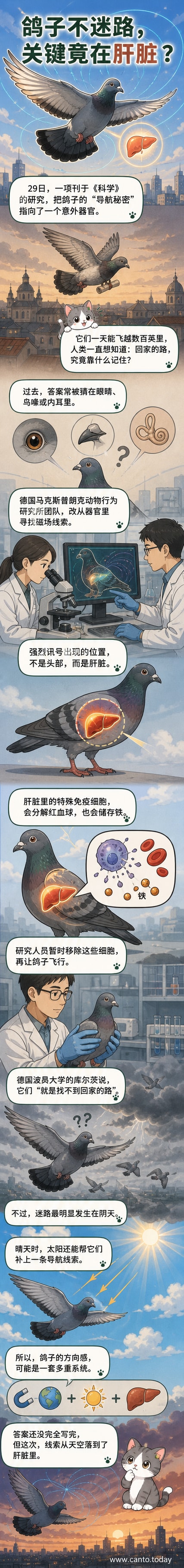 一只飞翔的鸽子,体内示意肝脏发光,象征其具备内置导航系统