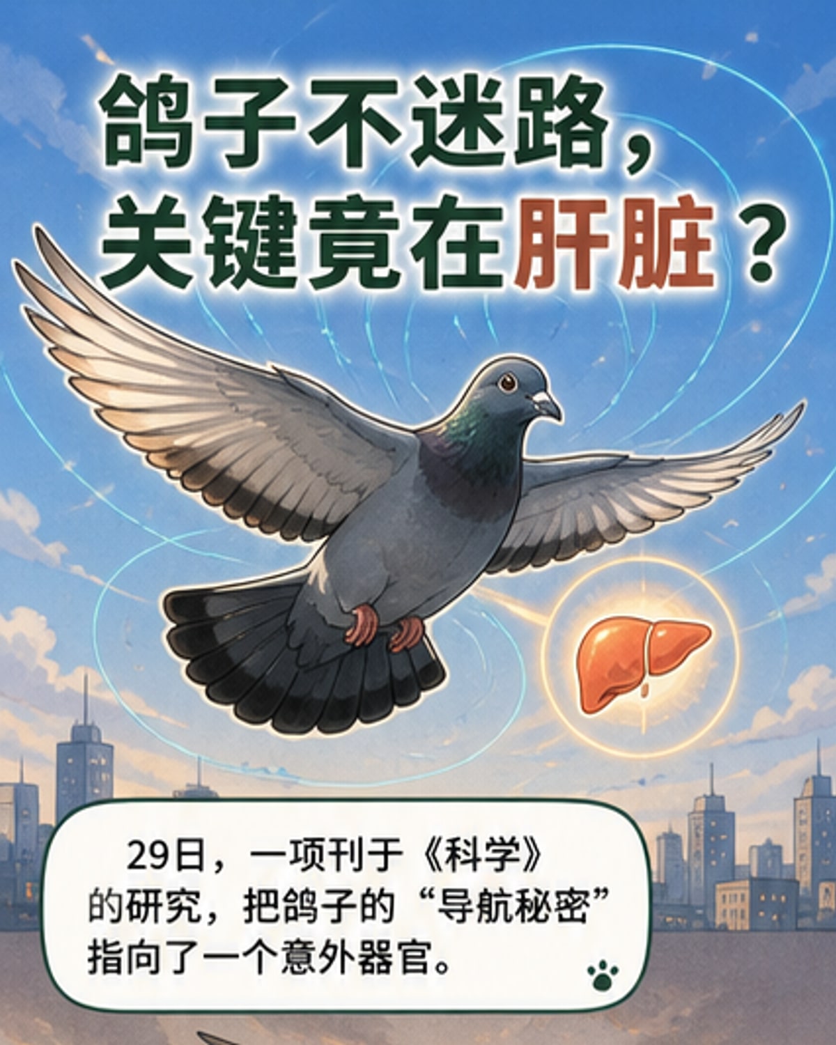 鸽子靠肝脏认路?