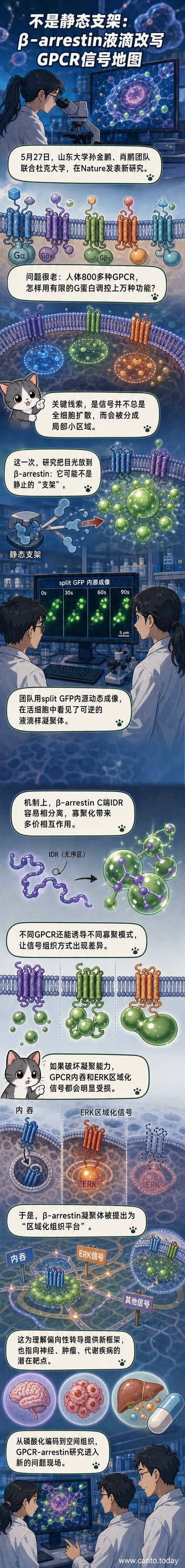 科学漫画展示β-arrestin蛋白在细胞膜上形成液滴状凝聚体，调控GPCR信号传递过程