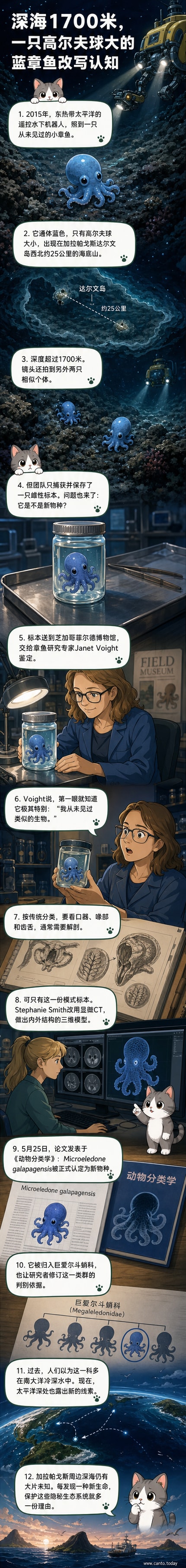 一只通体蓝色、体型小巧的深海章鱼附着在海底岩石上，周围是幽暗的深海环境