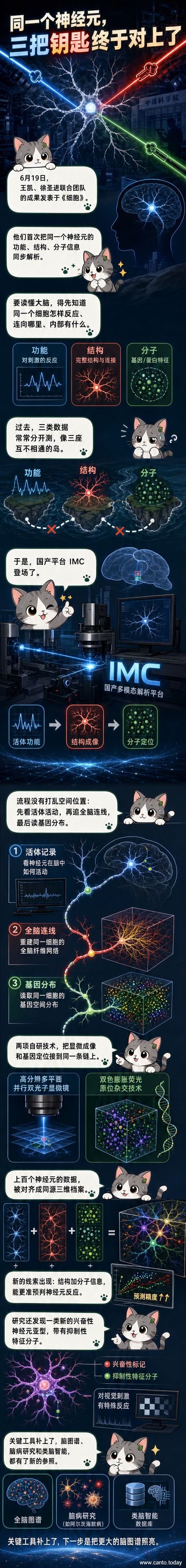 一个神经元的三维结构图，标注了功能响应、神经连接和基因分布三类信息，背景为大脑组织示意图