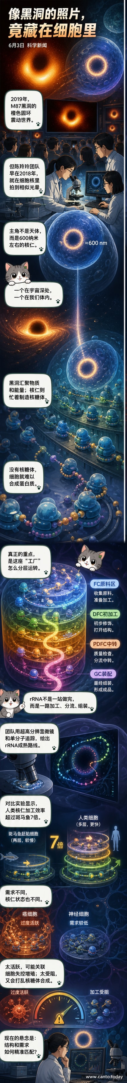 显微镜下的细胞核仁呈现橙黄色环状结构,中心为暗区,视觉上类似M87黑洞图像