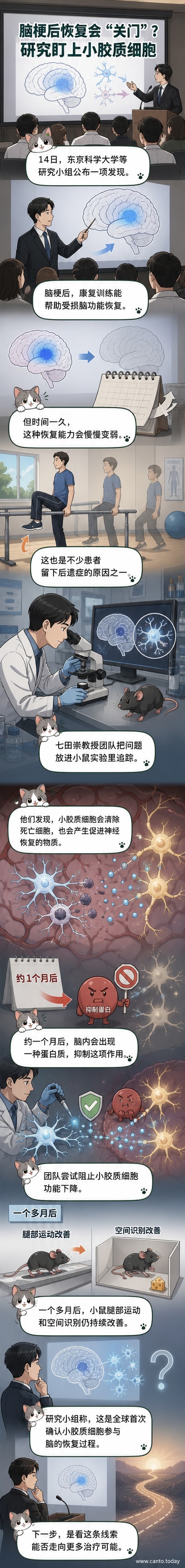 一幅科学风格插图:大脑半透明剖面中突出显示小胶质细胞(绿色星状细胞)围绕神经元活动,箭头指示修复信号传递,背景为神经网络光点。