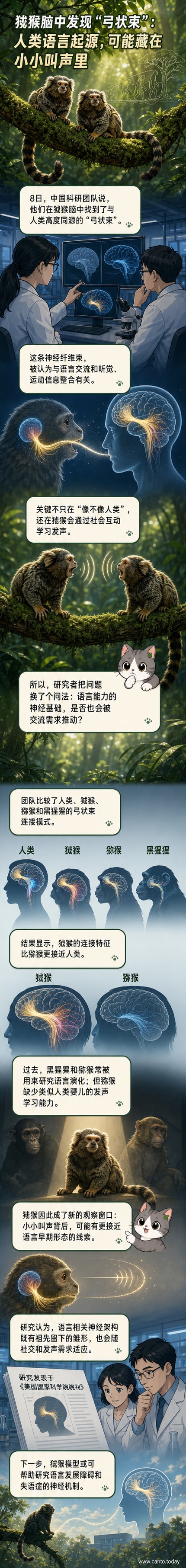 狨猴大脑与人类语言神经结构对比示意图,展示弓状束的连结模式。
