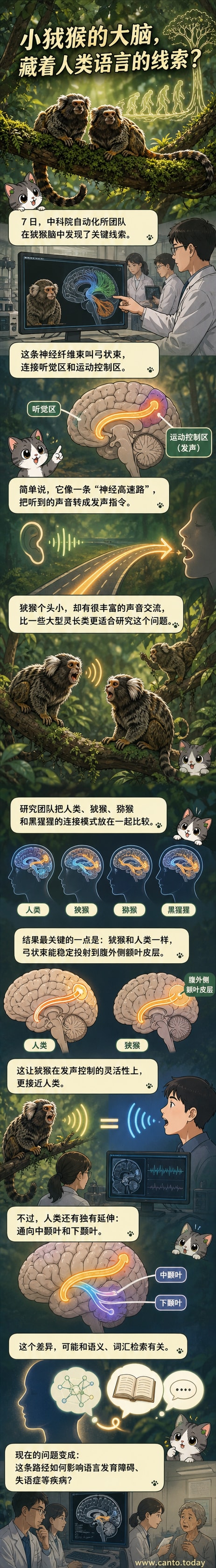 一只狨猴侧脸与人类大脑神经纤维束对比示意图，突出弓状束的连接路径