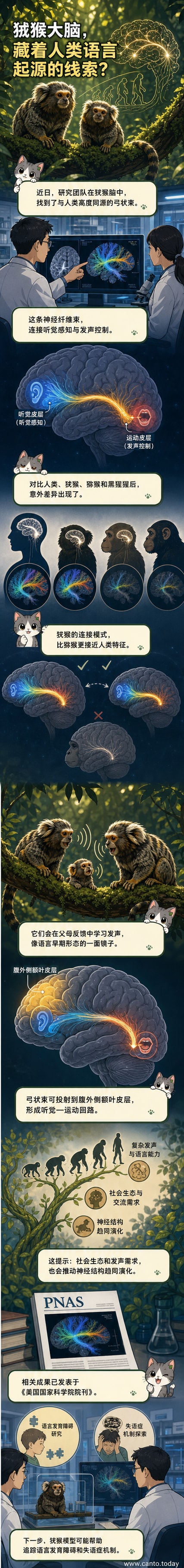 一只狨猴侧脸示意图,脑部高亮显示弓状束神经通路,背景为跨物种脑连接对比图